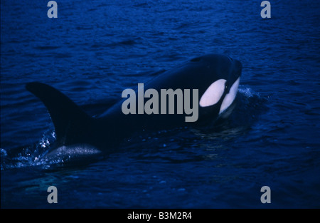 Balena Killer (orcinus orca), Lofoten, Norvegia Foto Stock