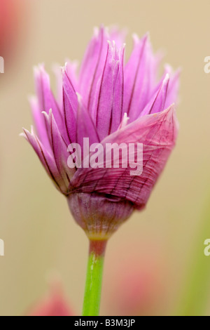 Apertura di erba cipollina fiore (Allium schoenoprasum) Inghilterra, Regno Unito Foto Stock