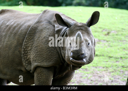 Grande rinoceronte indiano maggiore uno cornuto asian Foto Stock