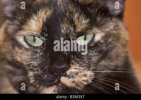 Primo piano della femmina Tortoiseshell o Brindle Cat (Felis catus) guardando direttamente la fotocamera Foto Stock