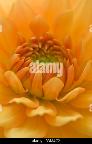 Arancio Dahlia fiore in primo piano in fine estate Foto Stock