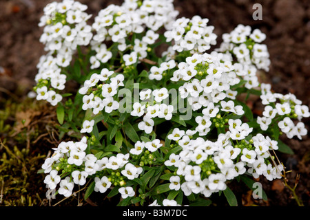 Sweet Alyssum (Lobularia maritima) fiori, England, Regno Unito Foto Stock