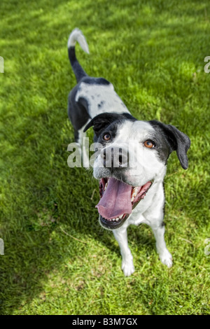 In bianco e nero un alano cane mix all'aperto in erba verde ansimando con la lingua di fuori Foto Stock