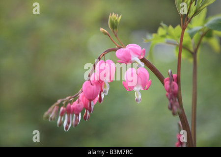 Cuore di spurgo DICENTRA SPECTABILIS fiore di maggio nel nord dell'ILLINOIS USA Foto Stock