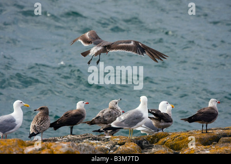 Gabbiani al punto di bestiame Area, San Juan Island, Washington, Stati Uniti d'America Foto Stock