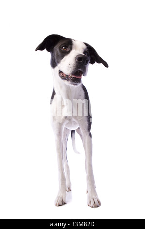 In piedi corpo pieno colpo di bianco e nero Alano mix cane isolato su sfondo bianco Foto Stock