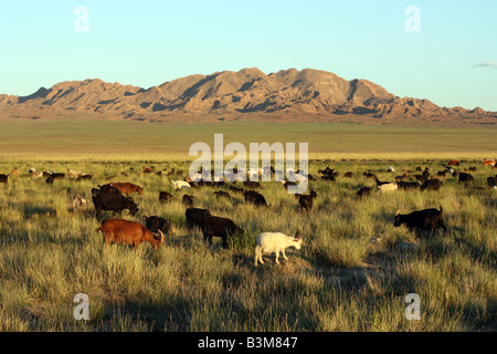 Allevamento di capre nella prateria mongola sul tramonto Foto Stock