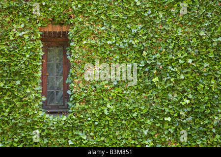 Ivy crescente intorno a una finestra tradizionale Foto Stock