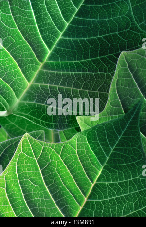 Il verde delle piante poinsettia lascia la particolare luce che risplende attraverso foglie Foto Stock