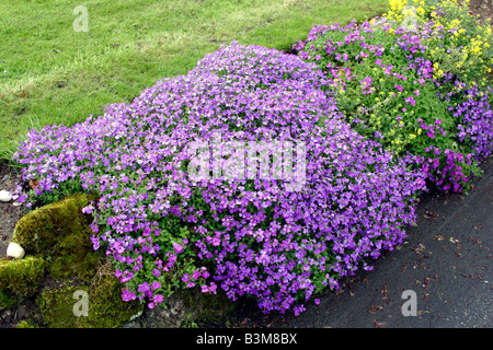 Il crescione Rock (Aubrieta deltoidea) fioritura in giardino, England, Regno Unito Foto Stock