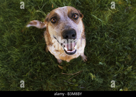 Miniature pinscher o red heeler seduto in erba verde cercando con la bocca aperta e felice Foto Stock
