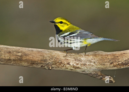 Maschio nero-throated trillo verde Foto Stock