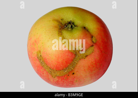 Vecchia cicatrice di danni causati da un Apple sawfly larva Hoplocampa testudinea ad un frutto di Apple Foto Stock