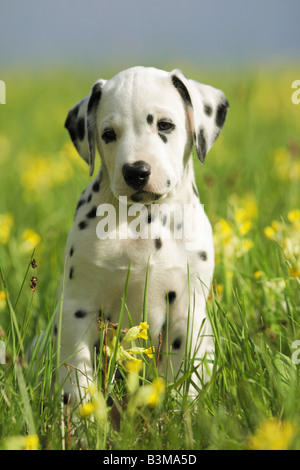 Dalmazia. Puppy su un prato fiorito Foto Stock