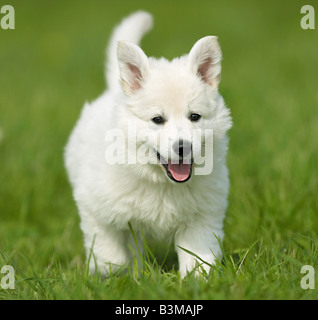 Pastore Svizzero bianco - cane cucciolo sul prato Foto Stock