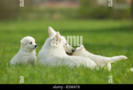 Pastore Svizzero bianco cane con due cuccioli Foto Stock