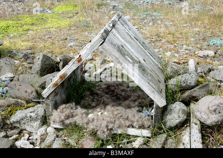 Aiuto di nidificazione per allevamento eiders Foto Stock