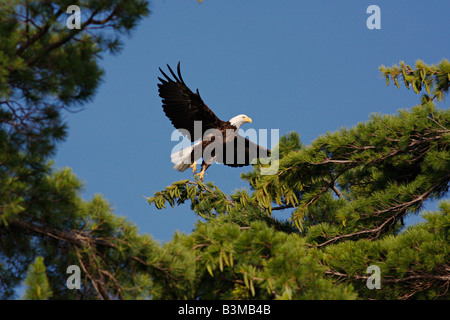 Aquila calva vola sopra gli alberi nel Parco nazionale Voyageurs Foto Stock