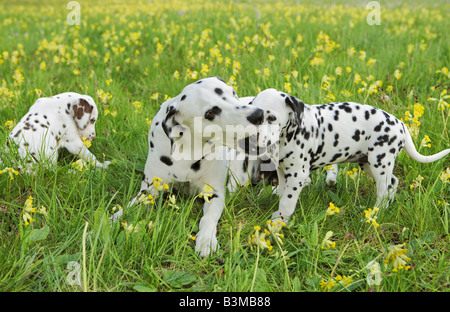 Cane dalmata e due cuccioli su prato Foto Stock