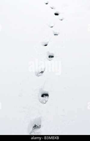 Impronte in fresca neve incontaminata vicino fino Foto Stock