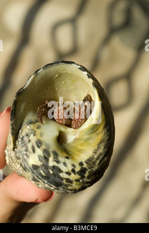 Un mollusco guardando fuori da una conchiglia Foto Stock