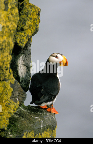 Alaska colorato cornuto Puffin sulla roccia di muschio Ledge Kachemak Bay nei pressi di Homer Ak Foto Stock