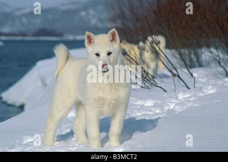 Cucciolo di husky - in piedi nella neve Foto Stock