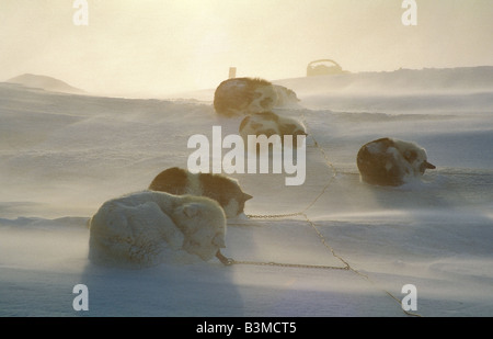 Quattro huskies - dormire a tempesta di neve Foto Stock