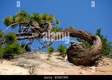 Natura di bonsai. Parco nazionale vulcanico di Lassen, California, Stati Uniti d'America. Foto Stock