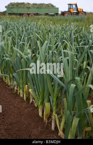 La raccolta di porri NORFOLK REGNO UNITO Settembre Foto Stock