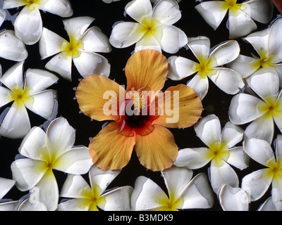 Floating fiori tropicali in Sri Lanka decorazione di acqua Foto Stock