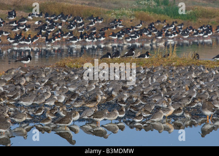 Nodo canutus Caldris Redshank Tringa totanus e Oyster Catturatori un gruppo ad alta marea roost AutumnThe lavare NORFOLK REGNO UNITO Foto Stock