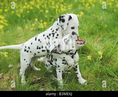 Cane dalmata. Due Cuccioli giocando su un prato Foto Stock