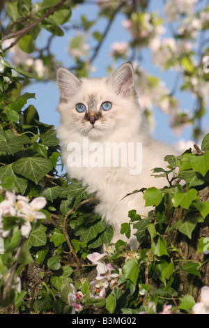 Birmano sacro in un albero in fiore Foto Stock