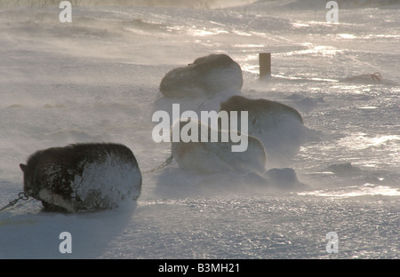 Quattro huskies - dormire a tempesta di neve Foto Stock