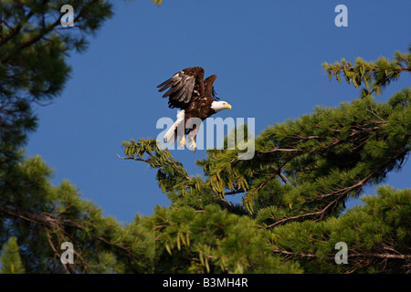 Aquila calva decollare da un bianco pino, Parco nazionale Voyageurs Foto Stock