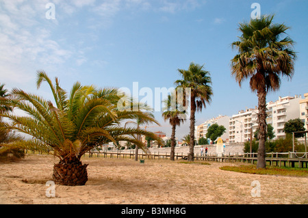 Il lungomare della città di Figueira da Foz,Portogallo, incorniciato da palme in spiaggia di sabbia Foto Stock