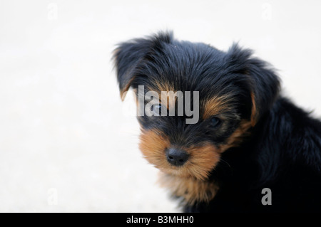 A sei settimane di età Yorkshire Terrier cucciolo Foto Stock