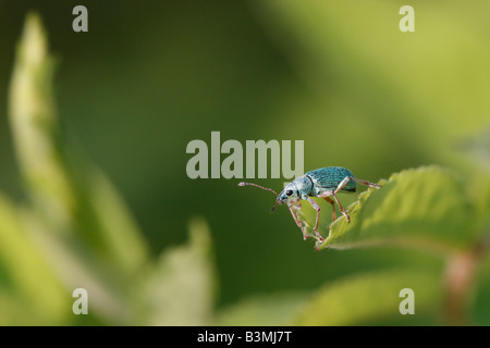 Piccolo insetto turchese Scarabeo blu lucido iridescente seduto su foglia verde dall'alto immagini immagini vendita su alamy orizzontale in USA US ad alta risoluzione Foto Stock