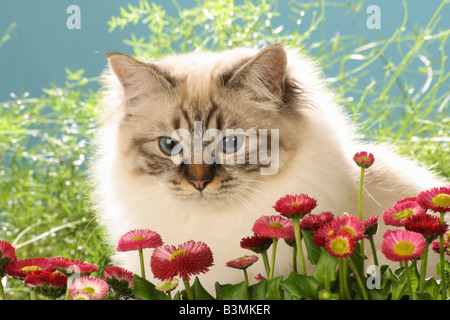 Gatti Sacri di Birmania - Ritratto Foto Stock