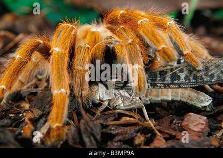 Usambara arancione Baboon Spider (Pterinochilus murinus), mangiare un cricket Foto Stock