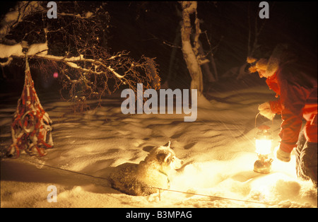 Huskies - giacenti in neve Foto Stock