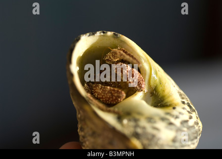 Un mollusco guardando fuori da una conchiglia Foto Stock