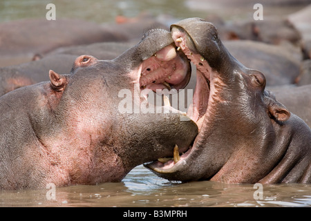 Giovani ippopotami combattimenti di Hippopotamus amphibius Serengeti Tanzania Foto Stock
