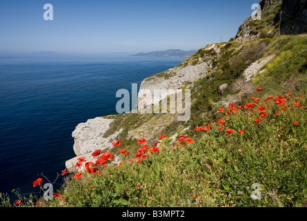 Testa lunga papaveri sulla costa tra Ag Dimitrios e Trahila Peloponneso Grecia Papaver dubium Foto Stock