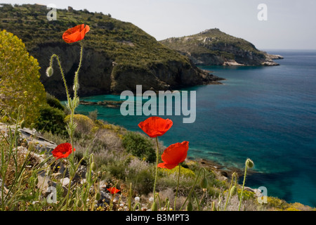 Testa lunga papaveri sulla costa del Peloponneso Grecia Papaver dubium Foto Stock