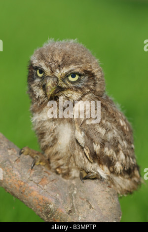 Piccolo gufo - seduta sul ramo / Athene noctua Foto Stock