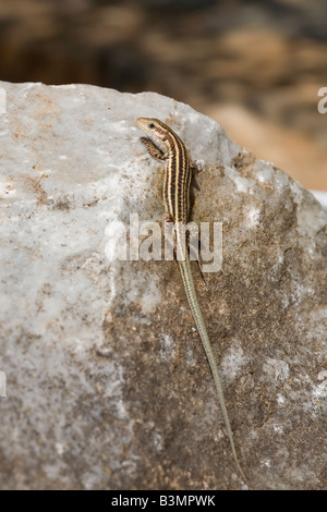 I capretti Peloponneso Lucertola muraiola Podarcis peloponnesiaca Grecia Foto Stock