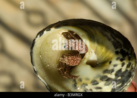 Un mollusco guardando fuori da una conchiglia Foto Stock