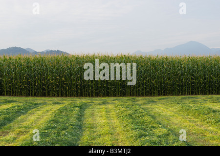 Appena tagliato il fieno stabilisce in righe accanto a un campo di grano in un caseificio di Abbotsford della Columbia britannica in Canada Foto Stock